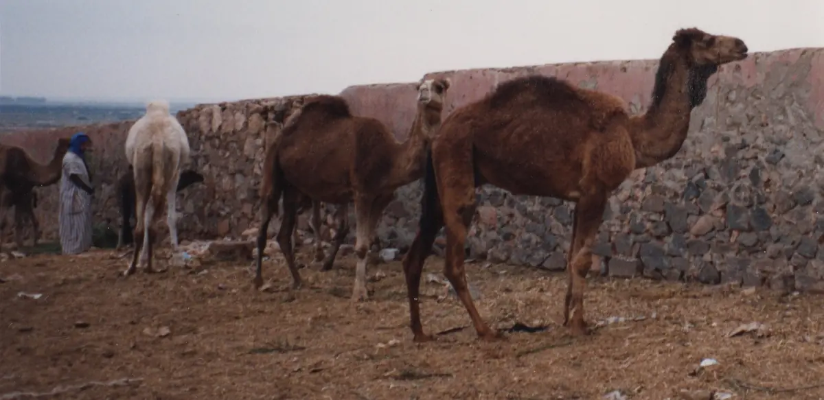Dromedaries standing beside a wall at the camel market in Guelmim