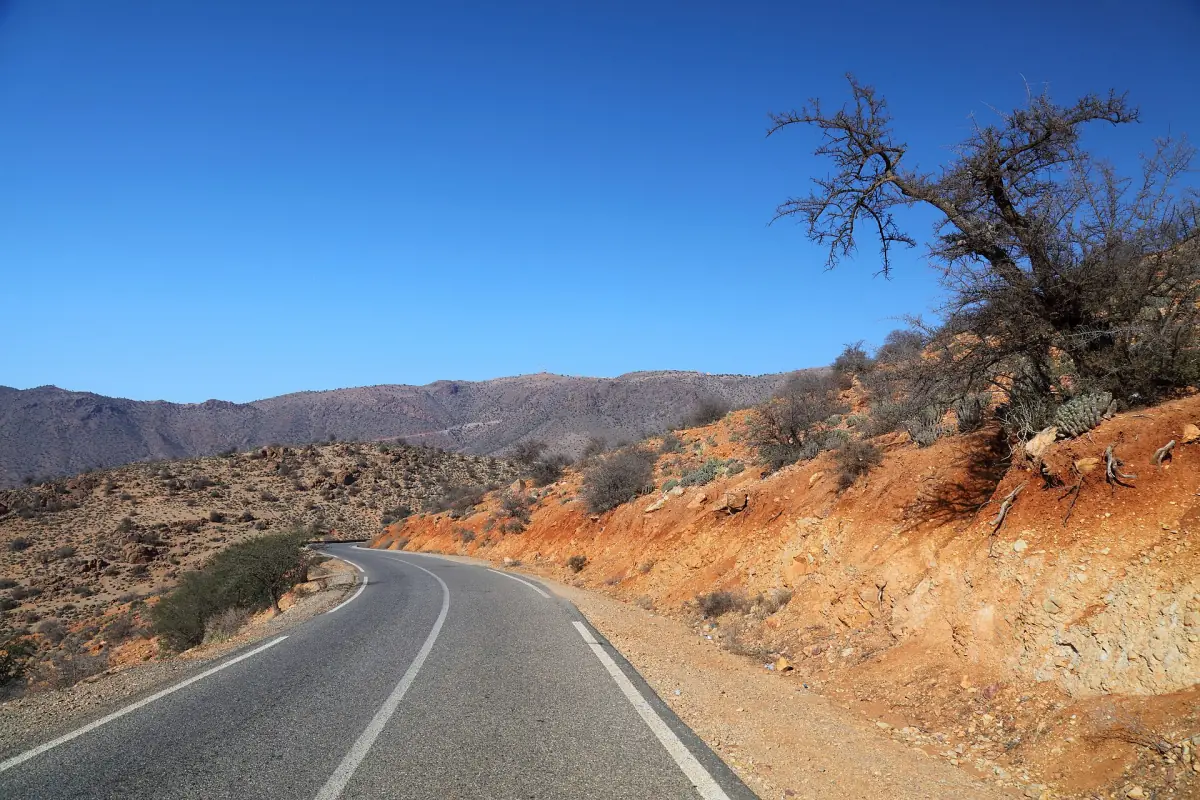 Winding road through the Anti-Atlas with a red roadside cut and an argan tree